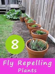 Using Plants To Repel Flies Serves Many Purposes It Not Only Keeps Flies Away But Adds Beauty To You Mosquito Repelling Plants Plants That Repel Flies Plants