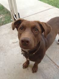 Use petfinder to find adoptable pets in your area. Pin On Fur Babies