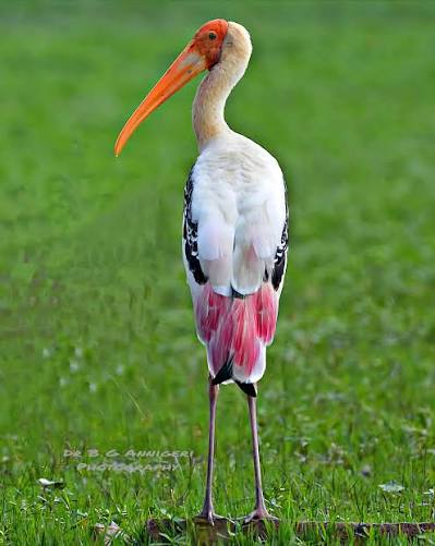 Painted Stork