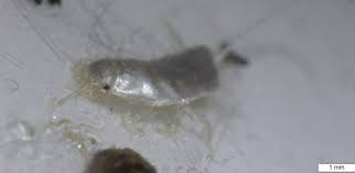 An egg is the organic vessel containing the zygote in which an embryo develops until it can survive on its own, at which point the animal hatches. Nyheter Norge Denne Lille Krabaten Kan Gjore Stor Skade Pa Huset Ditt