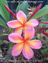 Image result for Plumeria rubra