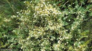 Image result for Cuscuta approximata