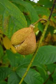 Image result for Hippocratea parviflora