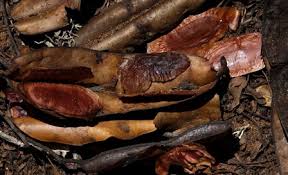 Image result for Newtonia hildebrandtii