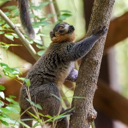 Duke - Happy Wednesday from mongoose lemur Rico 🧡 You can tell that this  handsome seven-year-old is a male thanks to his orange beard—female mongoose  lemurs have a white beard. Rico has