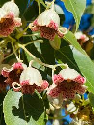 Image result for Brachychiton populneus