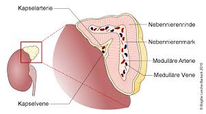 Cushing Syndrom Deximed