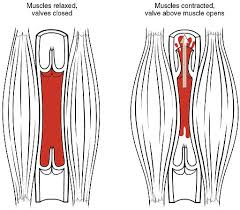 Skeletal Muscle Circulation Vasculature Teachmephysiology