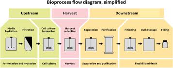 Bioprocessing An Overview Sciencedirect Topics