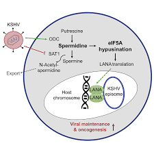 Herpesvirus-induced spermidine synthesis and eIF5A hypusination for viral  episomal maintenance