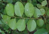 Image result for Rourea coccinea