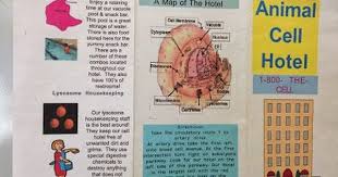 Plant and animal cell analogy project examples. Cell Analogy Animal Cell Cells Project
