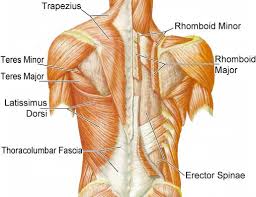 The muscles of the back can be arranged into 3 categories based on their location: Back Training 101 The 6 Best Back Strengthening Exercises Myprotein