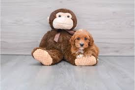 They are a mix between a standard poodle and a cocker spaniel. F1b Cockapoo Puppy