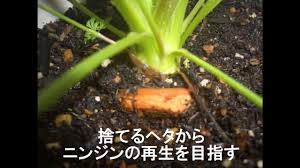 ニンジンの再生栽培 ヘタからニンジンを作る Youtube