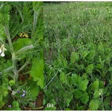 Image result for Carrichtera annua