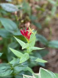 Image result for Spigelia