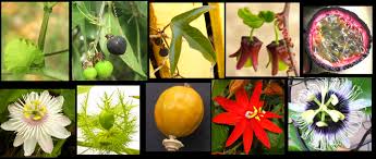 Image result for Passifloraceae