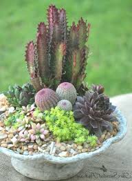 Succulent Container Garden Ideas Unique A Cornucopia With Euphorbia Cactus And S Cactus Container Succulents In Containers Succulents Cactus Arrangement