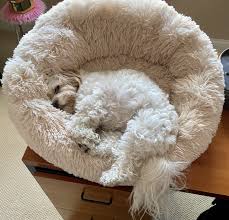 53 x 42 x 9.5 inches. Anti Anxiety Dog Bed Soothing Dog Bed Product Review Happydogisland Com