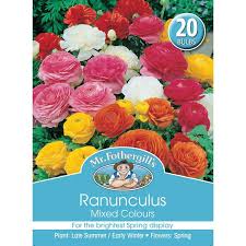 We did not find results for: Mr Fothergill S Bulbs Ranunculus Mixed 20 Bulbs Mitre 10