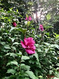 Read the latest reviews for flowers by sharon anne in feasterville trevose, pa on weddingwire. Flowers And Our Lady The Marian Room