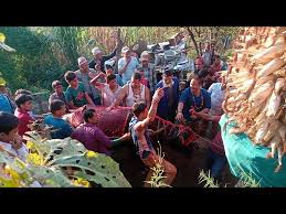 Bakra eid super cow 2013 qurbani. Siberian Shamans Outrage Russians With Camel Sacrifice Ritual Golectures Online Lectures
