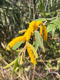 Image result for Acacia hockii