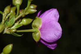 Image result for Talinum portulacifolium