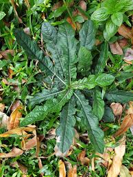 Image result for Elephantopus