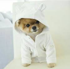 What Do You Think Of This Pic Puppies Puppy Cuddles Puppy Safe