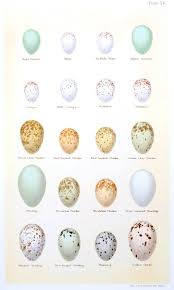 British Bird Egg Identification Pusat Hobi