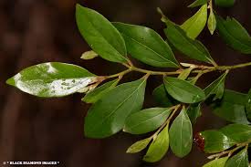 Image result for Cryptocarya