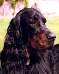 Gordon setter puppies for sale in iowa. Beth Mull Bamknm Profile Pinterest