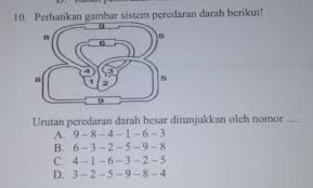 Indonesia seni kimia ti fisika penjaskes b. Urutan Peredaran Darah Besar Ditunjukkan Oleh Nomor Tolong Kak Utk Simulasi Besok Brainly Co Id