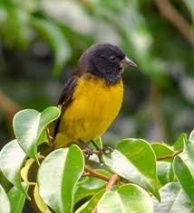 Black Bird With Yellow Belly Yellow Bellied Siskin Birds Siskin Belly