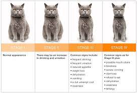 It may not be possible to control some symptoms with medication the way. Common Feline Illnesses Have We Seen Your Cat Lately