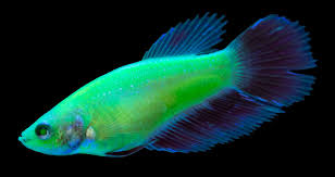 Shop the betta fish supplies your pet needs at petco. Glofish Introduces Bettas To Fluorescent Fish Offerings