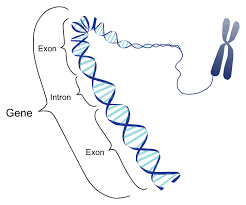 File:Gene Intron Exon nb.svg - Wikimedia Commons
