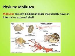 Phylum Mollusca Mollusks Are Soft Bodied Animals That Usually Have An Internal Or External Shell Mollusks Mollusca Flatworm