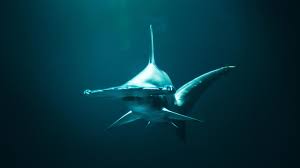 Hammerhead shark is a seafood. Protecting A Nearly Endangered Species Tracking Hammerhead Sharks Reveals Conservation Targets