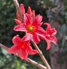 Image result for Brachychiton