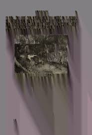 Image result for Anthospermum whyteanum