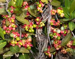 Image result for Ochna natalitia