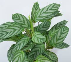 Golden mosaic (golden variegated ctenanthe) we simply love plants with variegated foliage and this marvellous golden culture (care): Ctenanthe Setosa