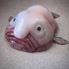 We did not find results for: Curi Ilmu Ikan Gumpal Blobfish Ikan Laut Dalam Yg Facebook
