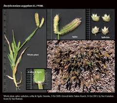 Image result for Dactyloctenium geminatum
