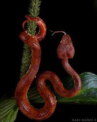 Image result for Dolichos pseudocajanus