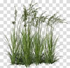 Ornamental Grass Grasses Tallgrass Prairie Grass Trees Transparent Background Png Clipart Tree Photoshop Ornamental Grasses Grass Textures
