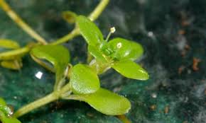 Image result for Ranunculus stagnalis